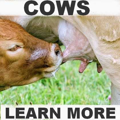 takarmány tejelő teheneknek